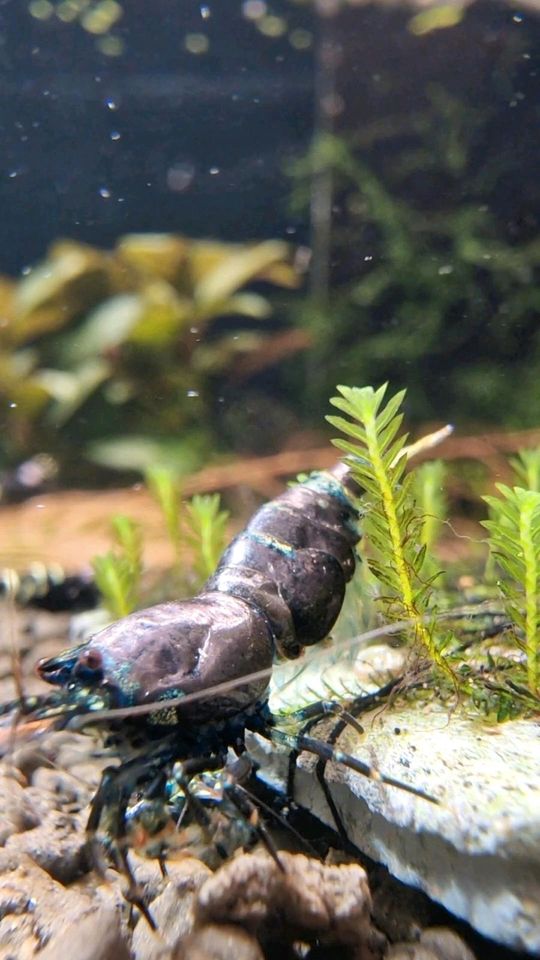 Purple metallic garnelen caridina in Plettenberg