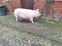 Schwein Hausschwein Mecklenburg-Vorpommern - Kletzin Vorschau