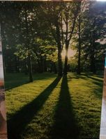 Poster Kunststoff "Sonnenlicht im Wald" Düsseldorf - Stadtmitte Vorschau
