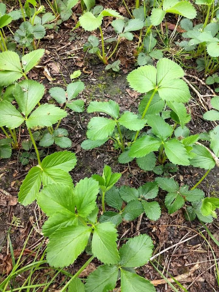 Pflanzen Erdbeeren in Uplengen