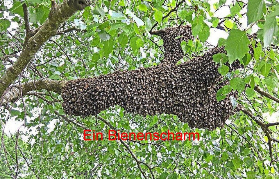 BIENENSCHWARM gesehen hole ihn kostenlos und sofort ab in Marienmünster