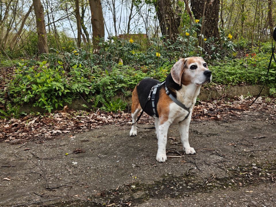 13-jähriger Beagle-Opa in Rostock