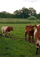 Absetzer Männlich Shorthorn Niedersachsen - Himmelpforten Vorschau