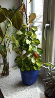 Hoya Carnosa 'Tricolor' - etablierte Pflanze, kräftiger Wuchs Bayern - Utting Vorschau