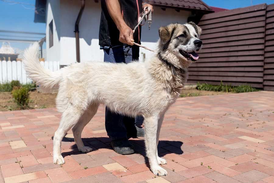 Mischling Hündin Manon wartet in der Hundepension auf ihr Glück in Wallersheim