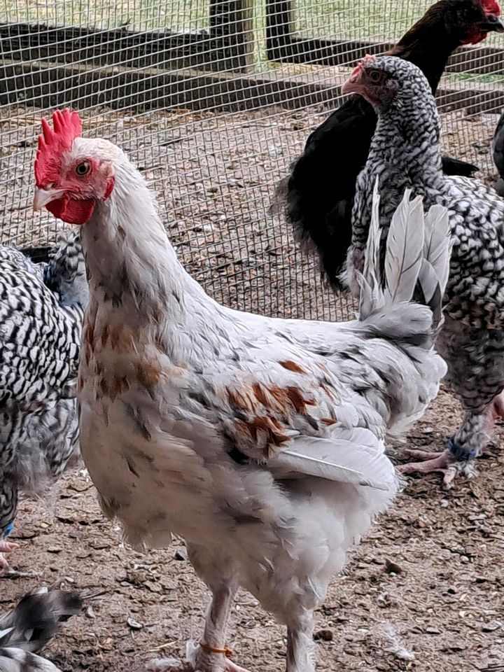 Reinrassige Junghühner Marans, Cream Legbar, Mechelner, Olivleger in Fleckeby