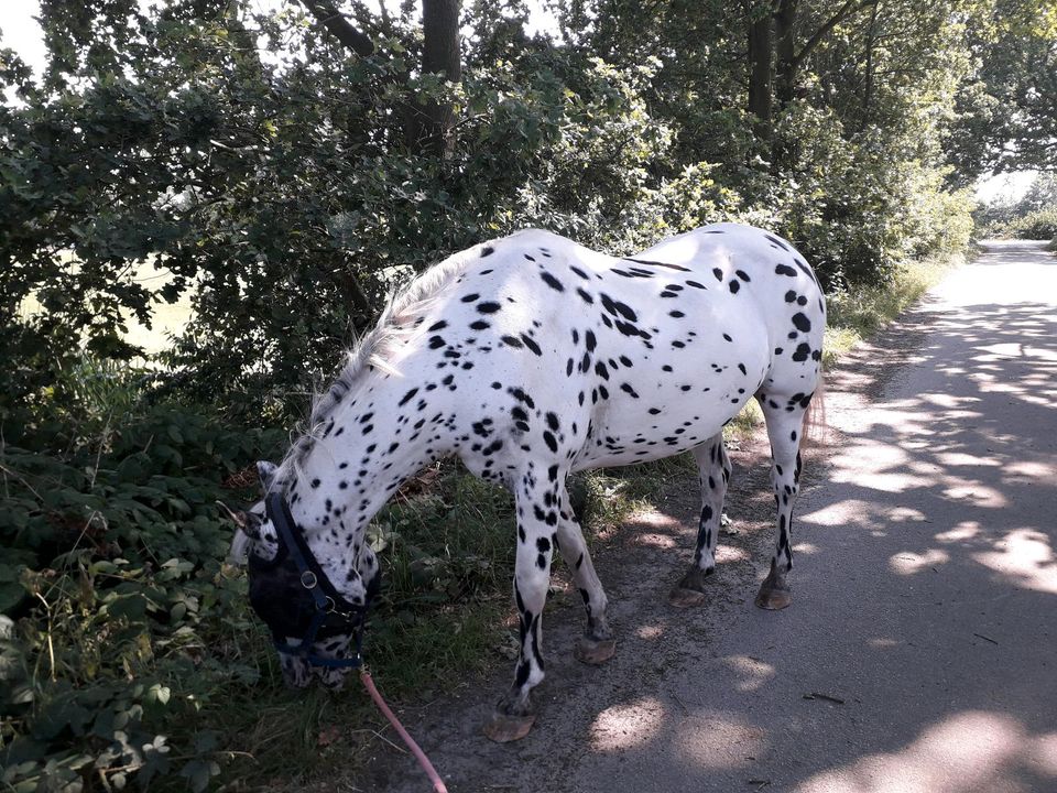 Pony Pflegebeteiligung in Heist