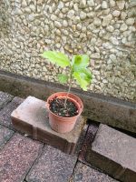 Gartenhibiskus Garteneibisch blau blühend ca. 15 cm hoch Nordrhein-Westfalen - Siegen Vorschau