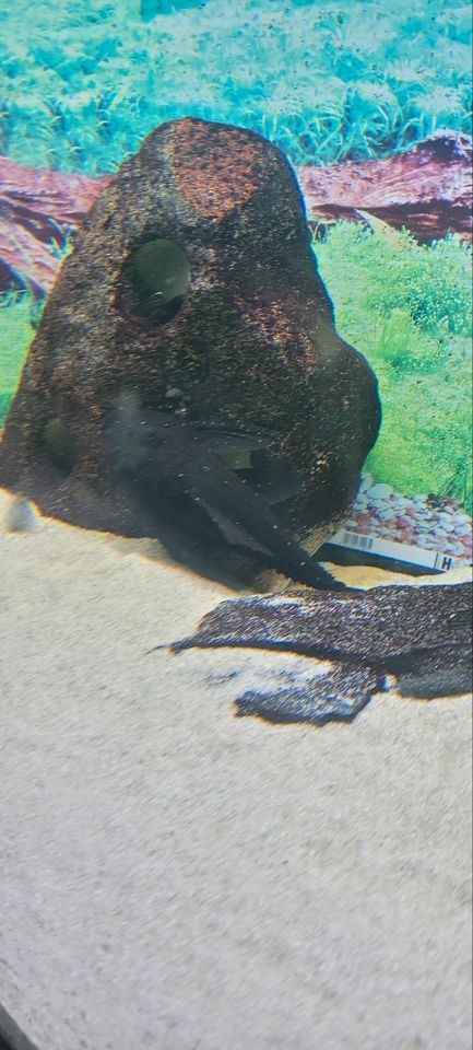 Aquarium mit Besatz und Zubehör in Ansbach