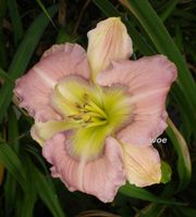 Hemerocallis Taglilie " MAGNIFICENT RAINBOW   " Stamile  DF Köln - Merkenich Vorschau