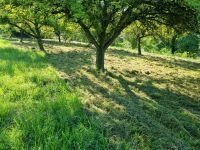 Obstbäume schneiden / ausschneiden / zurückschreiben  , mähen Bayern - Schöllkrippen Vorschau