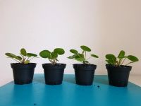 Pilea Peperomioides Ufopflanze/Chinesischer Geldbaum Sendling - Obersendling Vorschau