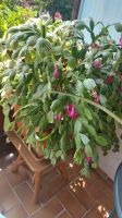 Weihnachtskaktus Kaktus Blume groß inkl. Topf rosa pinke Blüten Hessen - Schauenburg Vorschau