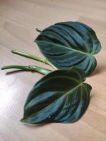 Philodendron splendid Ableger Stammstecklinge Nordrhein-Westfalen - Krefeld Vorschau