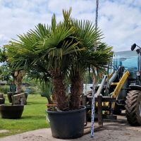 Trachycarpus fortunei dreistämmig Chinesische Hanfpalme winterhar Nordrhein-Westfalen - Delbrück Vorschau