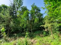 Suche Wald Waldgrundstück Waldparzelle Bayern - Grafing bei München Vorschau