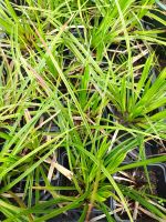 Japanische Segge (Carex morrowii) Nordrhein-Westfalen - Schermbeck Vorschau