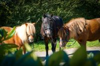 Kindergeburtstage mit Ponyreiten Nordrhein-Westfalen - Kirchhundem Vorschau