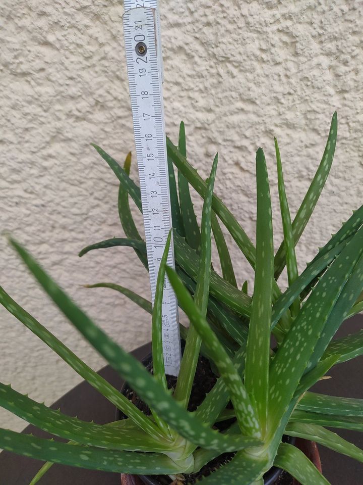Aloe Vera Pflanze Barbadensis Miller sweet in Haßloch