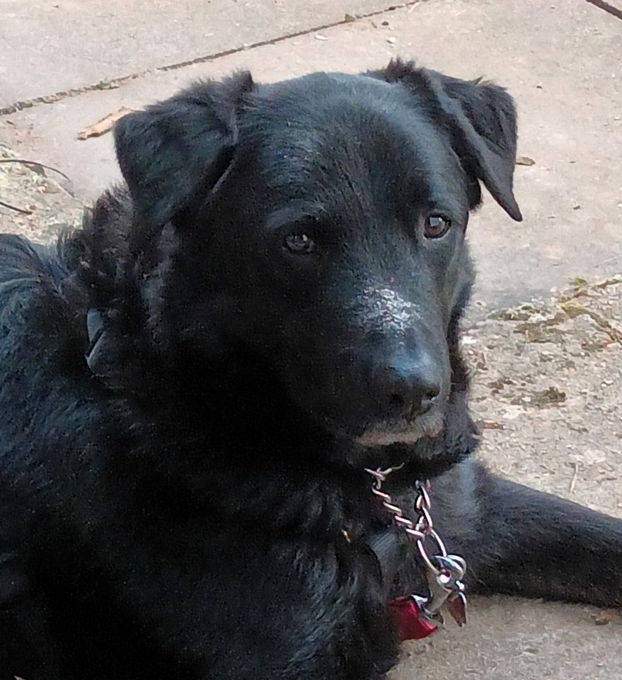 Labrador-Mischling sucht Für-Immer-Zuhause in Holzminden