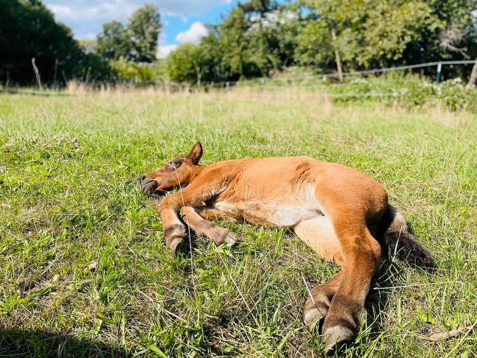 Shetlandpony Stute zu verkaufen in Bandelin