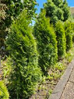 Thuja Pflanze. Baden-Württemberg - Pforzheim Vorschau