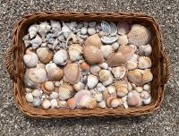 Muscheln Dekorieren Basteln Maritim Hessen - Eltville Vorschau