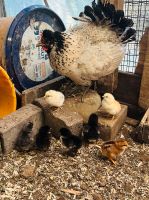 Hühner mit 8 Küken Dithmarschen - Heide Vorschau