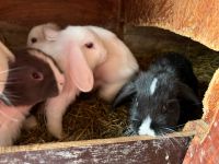 Mini-Lop Jungtiere Sachsen-Anhalt - Allstedt Vorschau