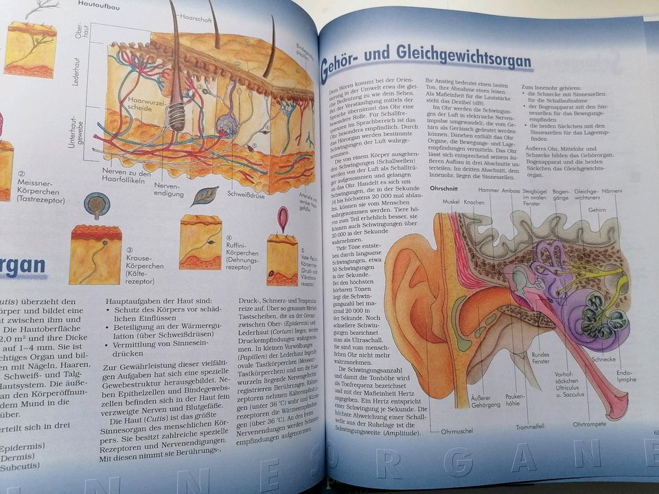 Unser Körper, Der Mensch, Anatomie, Organe, Knochen, Muskeln in Kassel