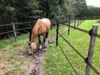 Stellplatz für Pferd gesucht Nordrhein-Westfalen - Schermbeck Vorschau