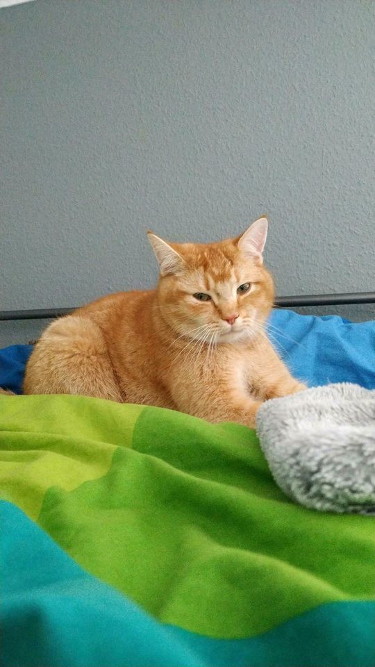 Kater MAX / Katze  rot vermisst in Hofheim am Taunus