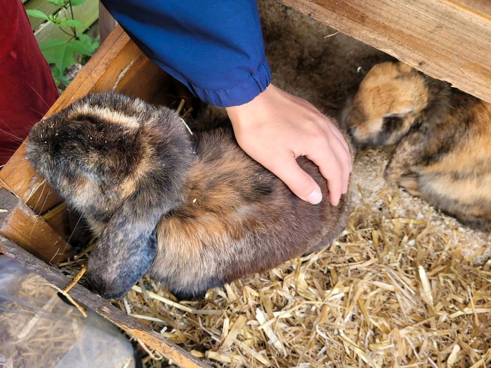 Zwergwidder in gute Hände abzugeben in Sittensen