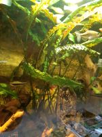 Cryptocoryne usteriana,  großer Wasserkelch Leipzig - Liebertwolkwitz Vorschau