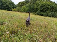 Wo bist du? Kater vermisst Bayern - Hiltpoltstein Vorschau