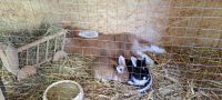 Kaninchen Deutsche Riesen Hase Hasen Niedersachsen - Varel Vorschau