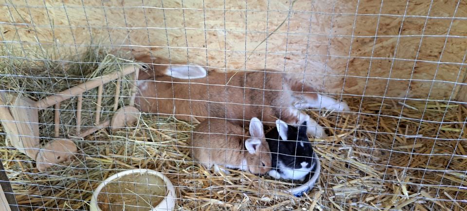 Kaninchen Deutsche Riesen Hase Hasen in Varel