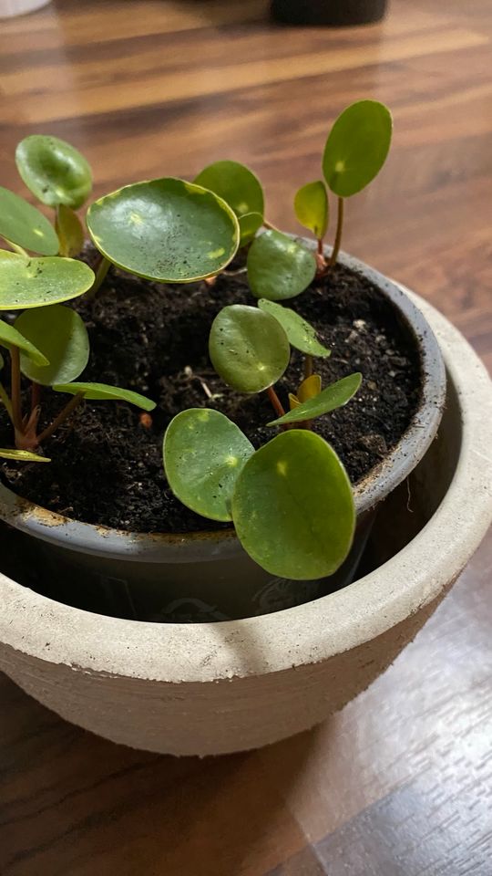 Pilea peperomioides, Glückstaler, Ufopflanze in Walldorf