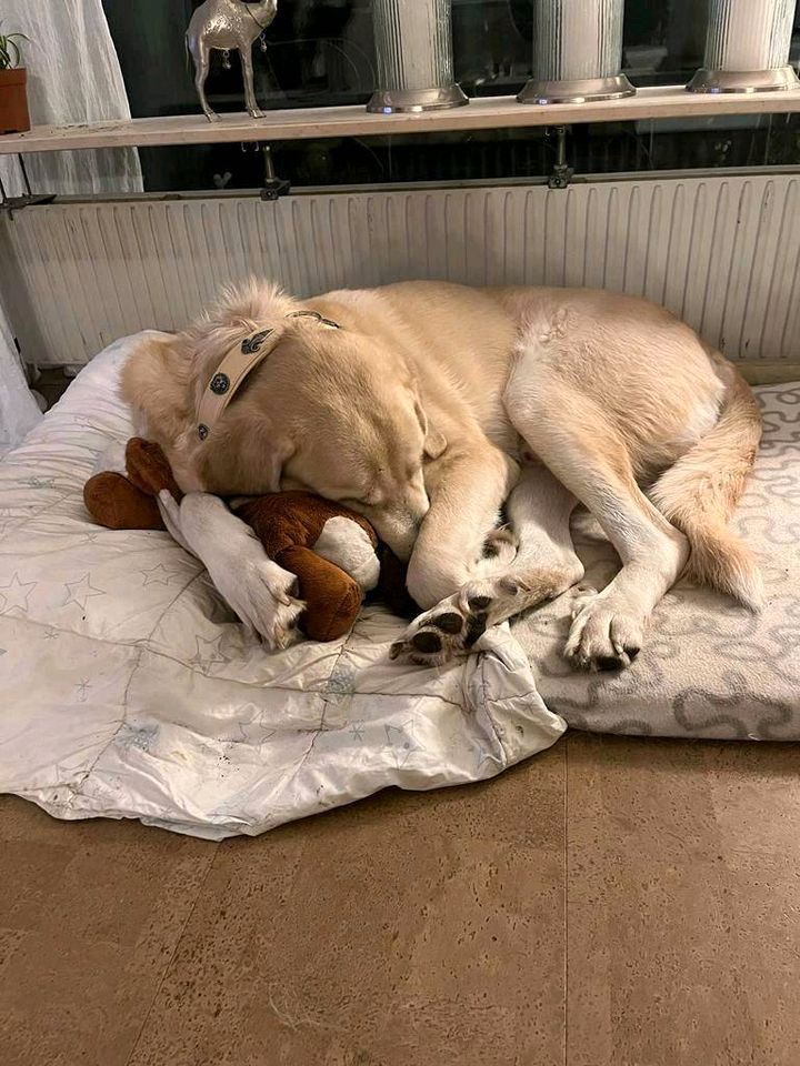 GANDALF Hirtenhund Rüde Tierschutz Hund in Bretten