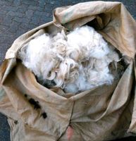 Schafwolle Rohwolle Wolle organischer BIO Dünger Permakultur Nordrhein-Westfalen - Windeck Vorschau
