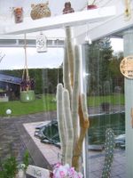 Kaktus - Cleistocactus 25 Jahre alt Brandenburg - Steinhöfel Vorschau