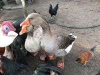 Celler Gans Pommern Gans beides Ganter Niedersachsen - Wienhausen Vorschau