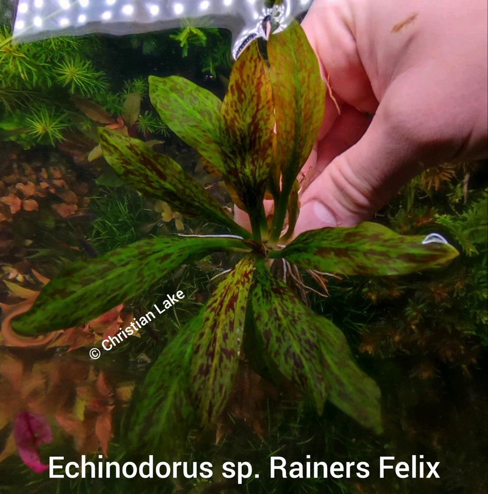 ❌ VERKAUFT❌⭐☘️❗Rarität❗Echinodorus sp. Rainers Felix Selten Rare in Meppen