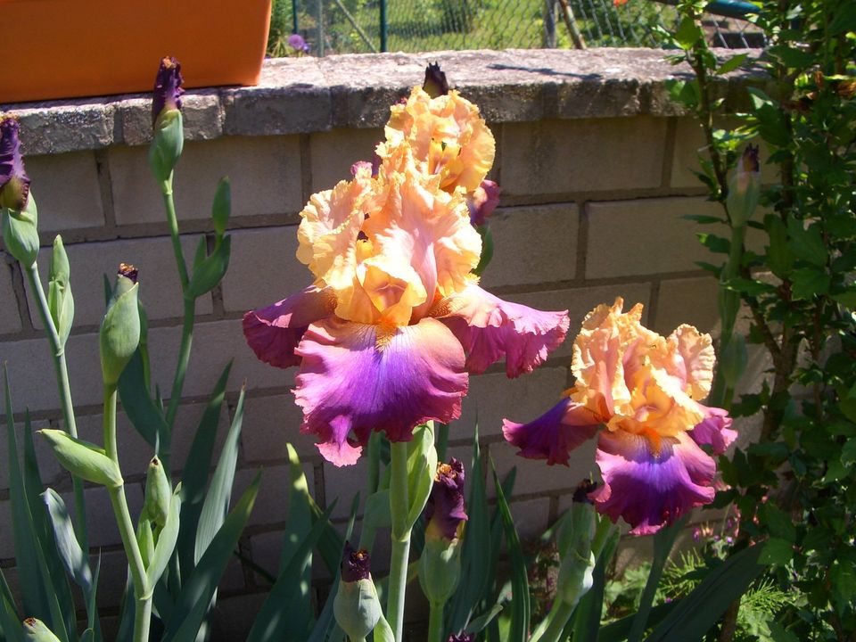 1 hohe Schwertlilie / Bart-Iris "Petillant" in Karlstein