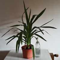 wunderschöne Yucca-Palme Palmlilie - 85 cm hoch Baden-Württemberg - Albstadt Vorschau