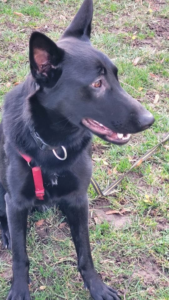 Schäferhund Alani – Lady in Black sucht dringend ein Zuhause! in Achern