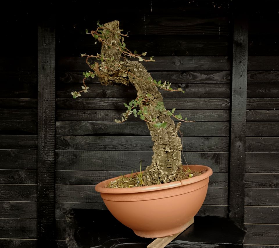 Bonsai Korkeiche in Karlstein