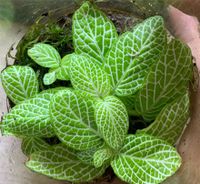 Fittonia “Lemon” - Zimmerpflanze Köln - Marienburg Vorschau