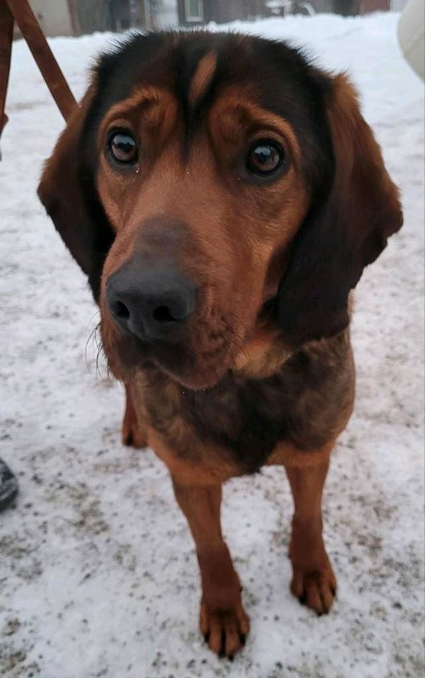 Dachsbracken in Burg Stargard