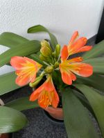 1x Clivia Klivia orange Riemenblatt für 3 € blühend im Tontopf Sachsen - Chemnitz Vorschau